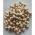 2.20 Baits Wafter 10 Mm Cocos