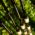 LANSETA GURU 3BUC. AVENTUS DISTANCE FEEDER 