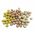 POLONI WASHED OUT COLOURED POP-UPS 14MM